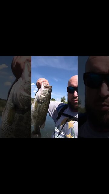 Monster Colorado largemouth bass!