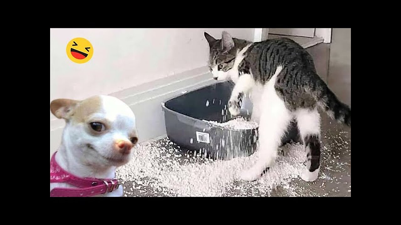 Funny animals video, kitten cat funny video, funny cats and dogs