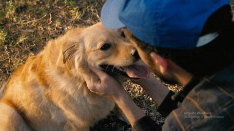 Dog being petted