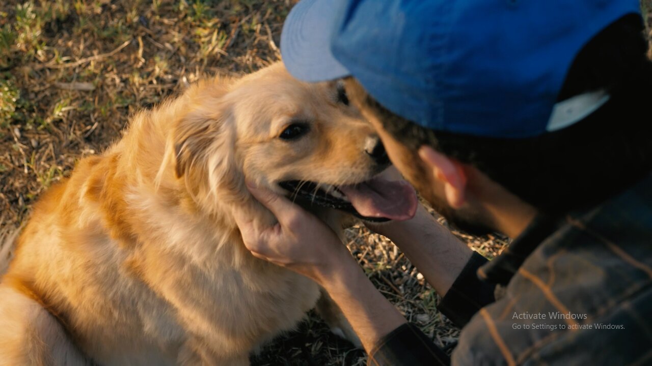 Dog being petted