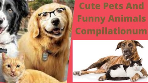 Cute Pets And Funny Animals Compilation