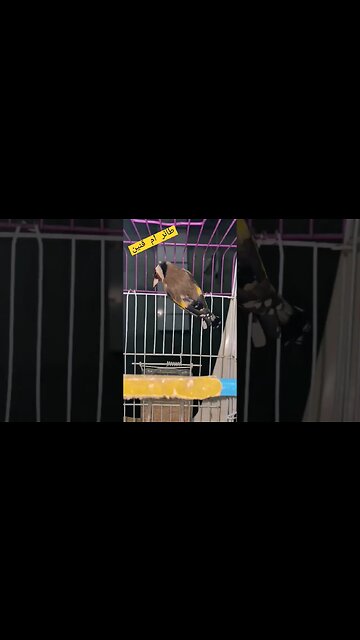 طائر أم قنين أو الحسون المغرد روعة