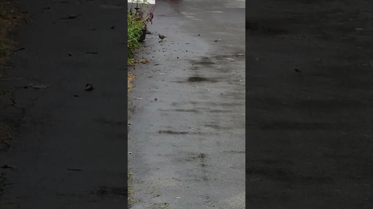 bird on some driveway #shorts