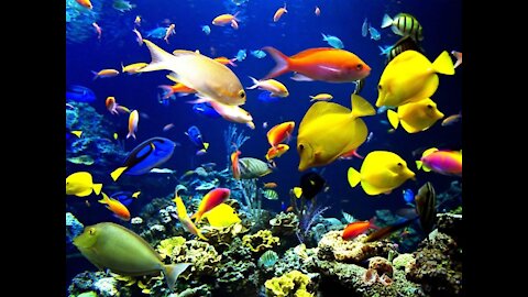 Ornamental fish