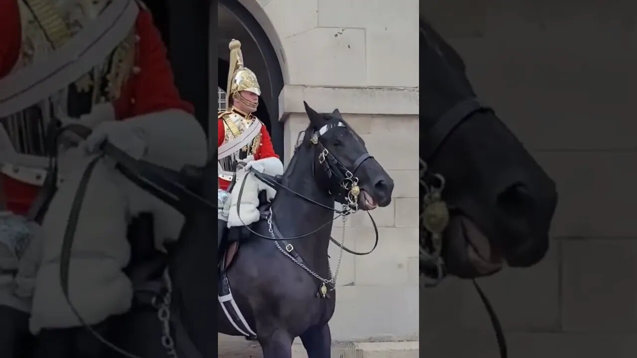 Tourist pulls the Reins (GET OFF THE REINS ) #thekingsguard