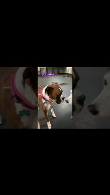 [Shorts 0140] ROSIE [#dogs #doggos #doggies #puppies #dogdaycare]