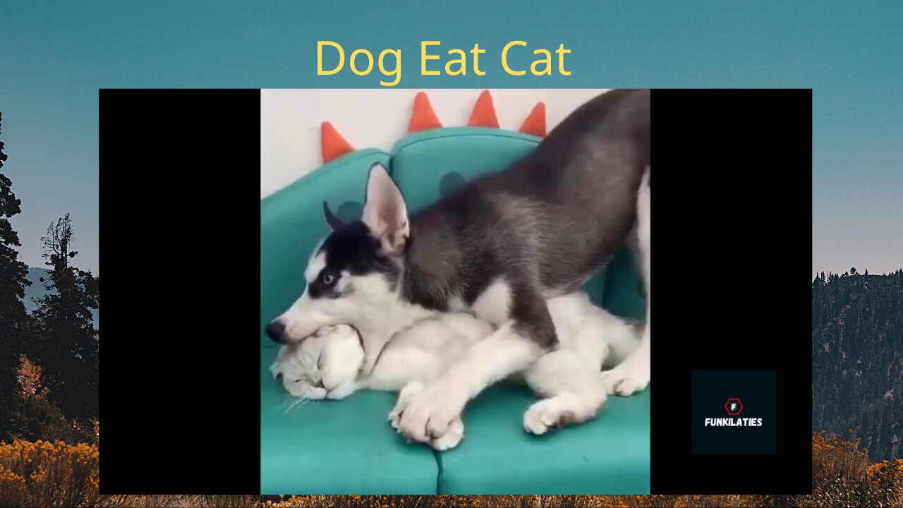 Dog eat cat