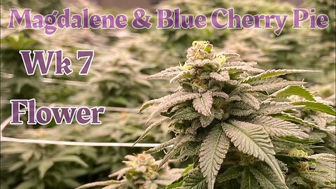 Week 7 Ramjam & Blue Cherry Pie in Hydrobucket RDWC under @grandmasterlevel Master Bloom 6 red