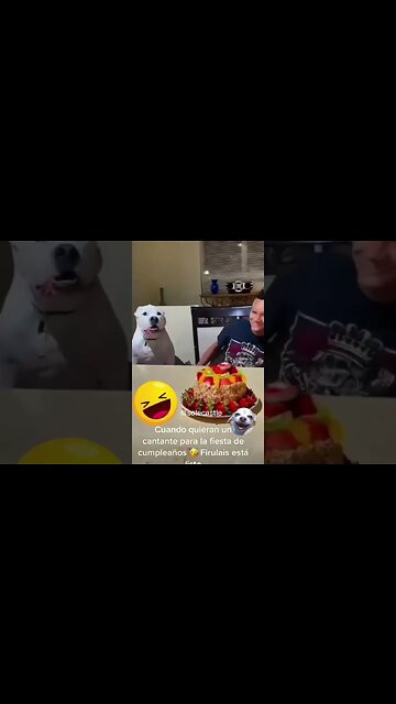 How adorable 😍 #dog #viral