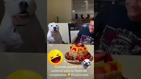 How adorable 😍 #dog #viral