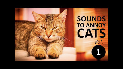 10 SOUNDS TO ANNOY CAT | Make your Cat Go Crazy! HD vol 1