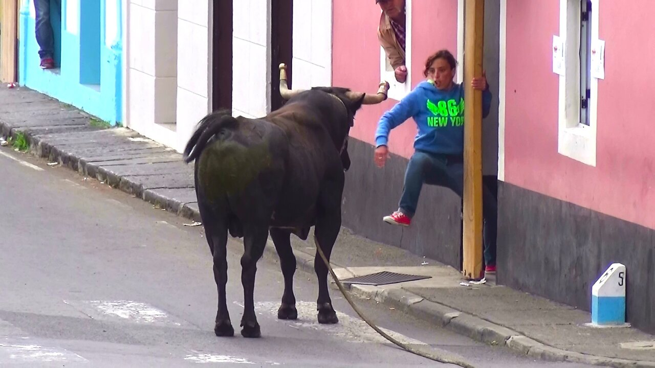 Tourada Ganadaria ER - Terreiro São Bartolomeu - (26Mai2015) - Ilha Terceira - Açores