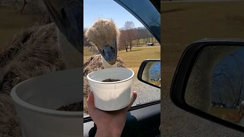 headbanging Dino bird #fyp #fypシ #foryou #foryoupage #fyptiktok #usa #birds #viral #viralvideo #kids