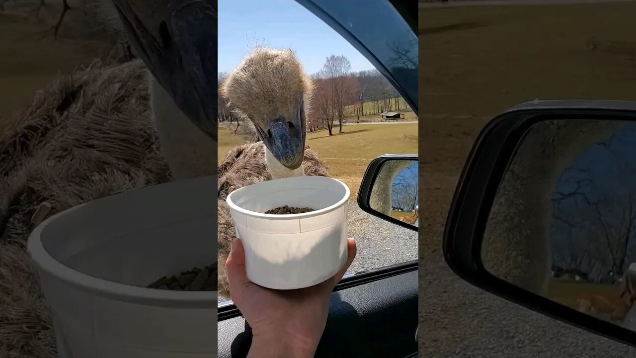 headbanging Dino bird #fyp #fypシ #foryou #foryoupage #fyptiktok #usa #birds #viral #viralvideo #kids