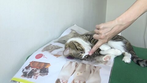 Cat Gets Nose Boops from His Human