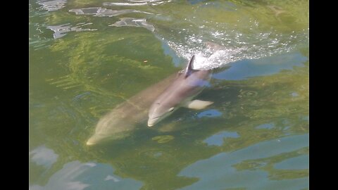 Dolphin Time on Florida's Rivers