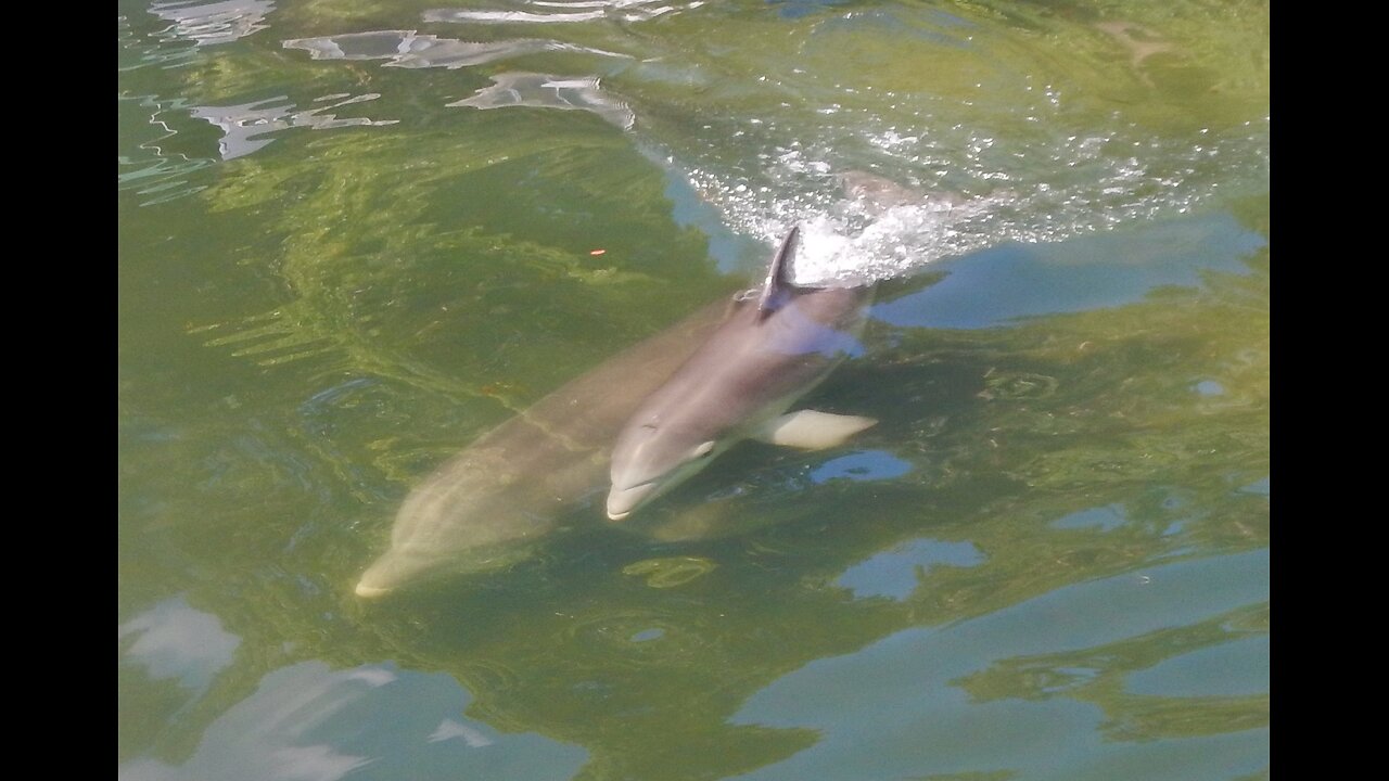 Dolphin Time on Florida's Rivers