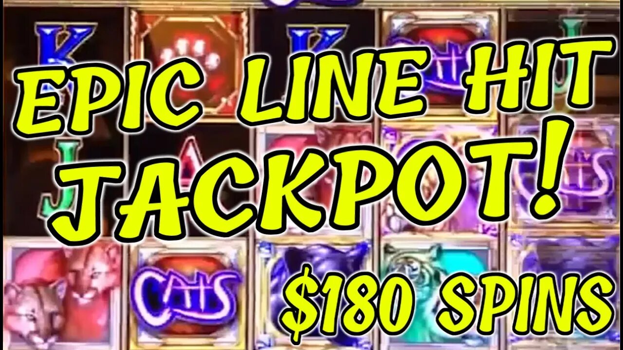 THE PERFECT LINE HIT! 🐾 10 CAT PAYLINE WINS MASSIVE JACKPOT!