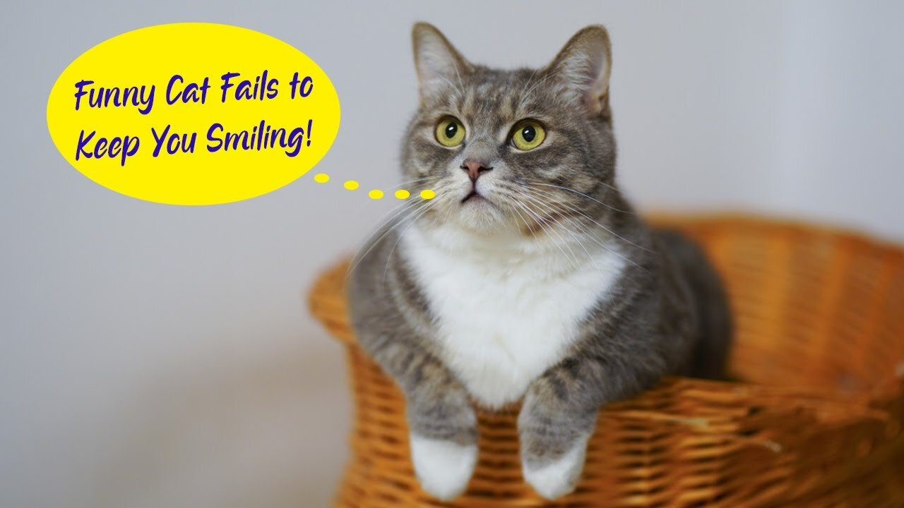 Funny Cat Fails to Keep You Smiling! 🐱