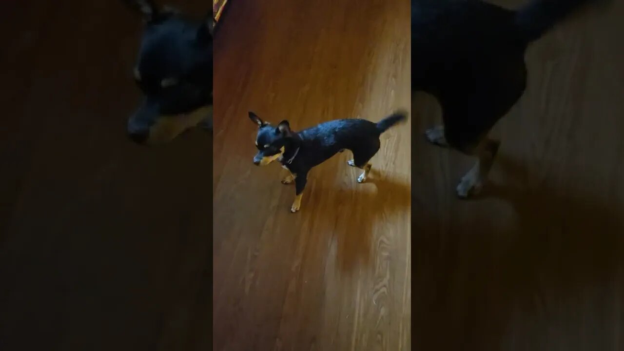 Snickers excited to go for ride
