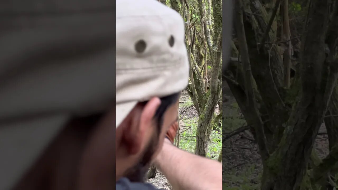 73LBS Saluki Tartar Bow Through The Trees
