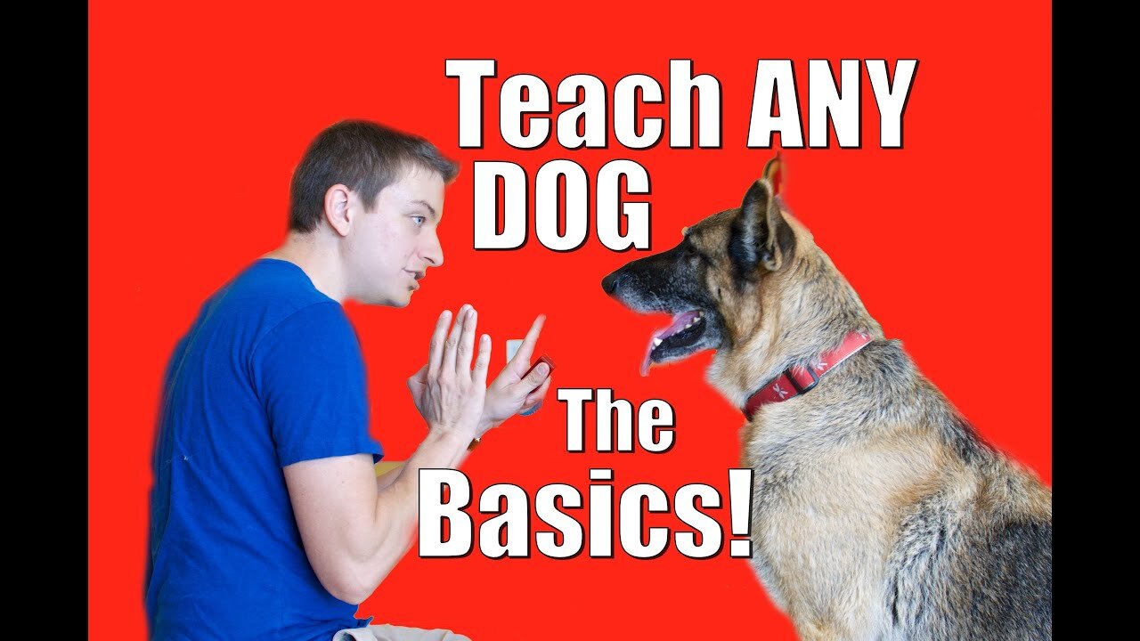 Dog joint training