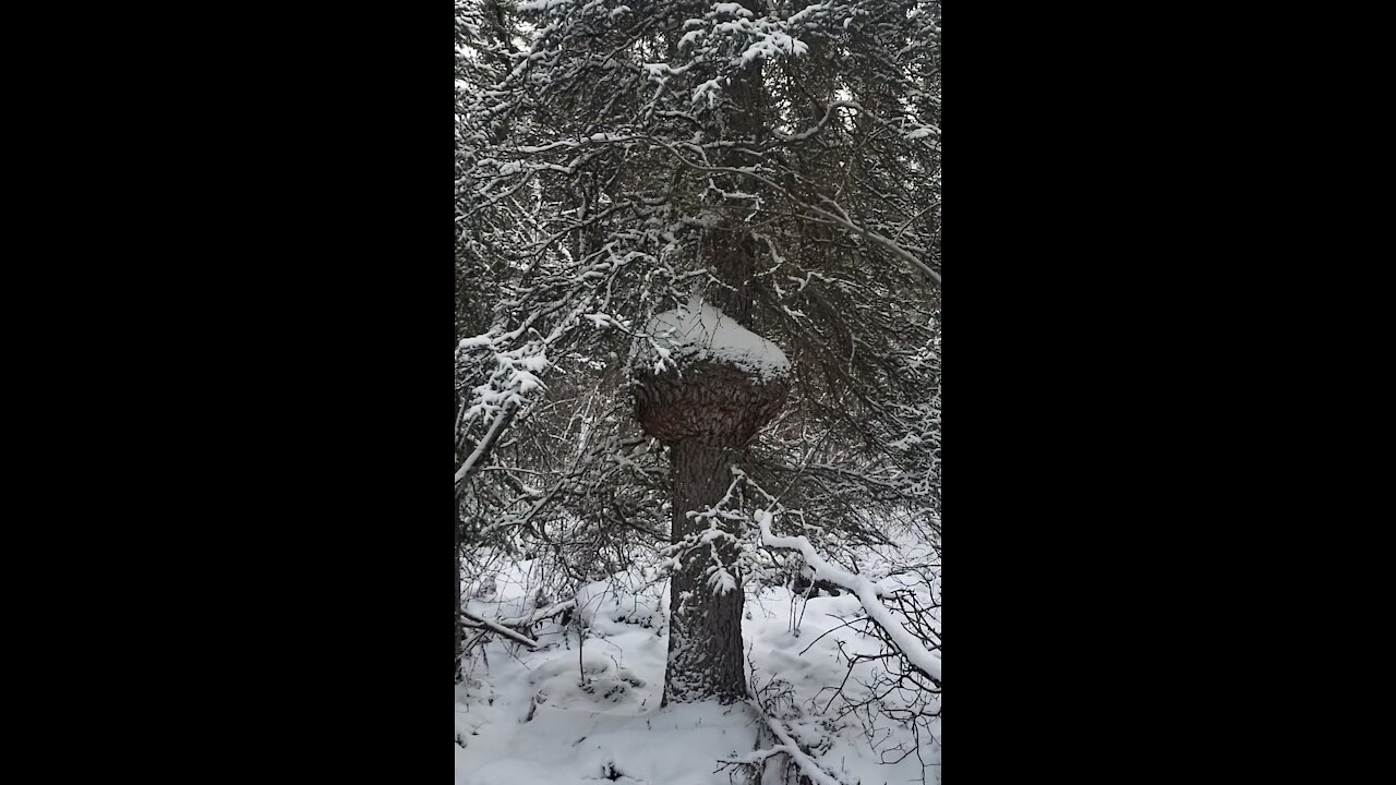 canadian spruce burl hunting