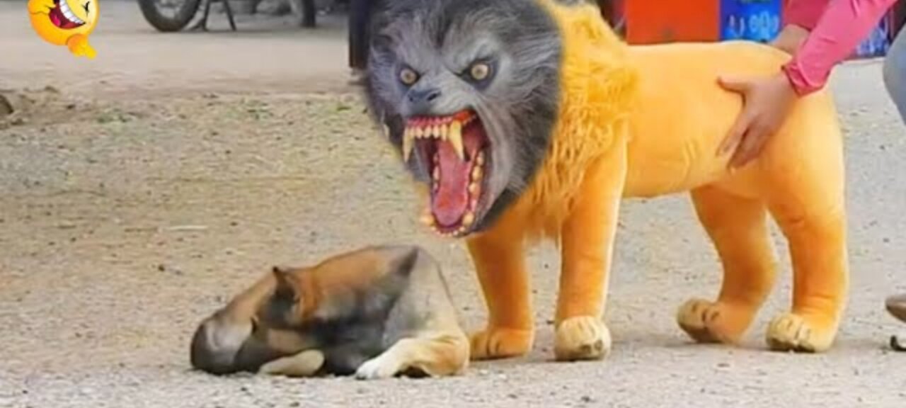 Funny Prank😂 Video on dogs🐕 With fake Lion 🦁