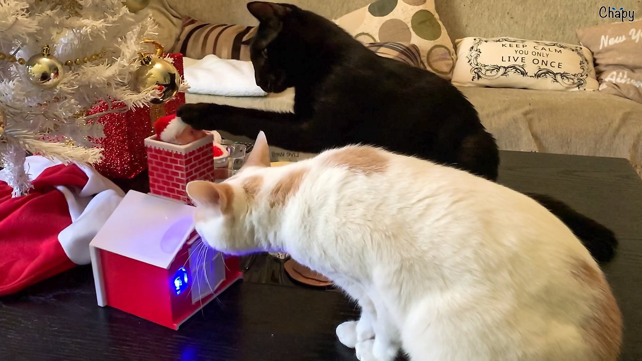 Festive cats fascinated by singing Santa toy