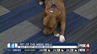 Fox 4 Pet of the Week: Milli!
