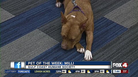Fox 4 Pet of the Week: Milli!