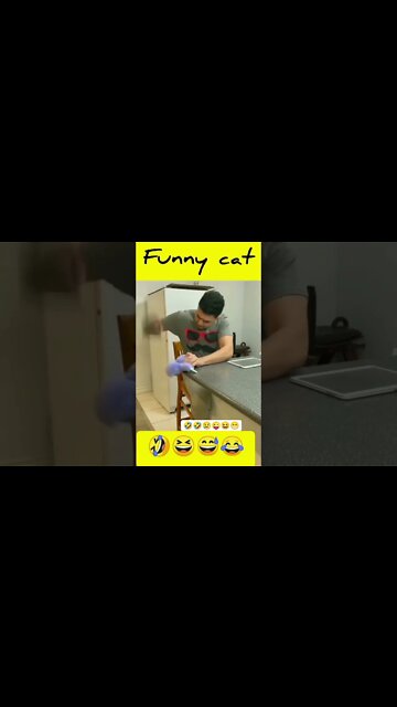 Como educar seu gato.