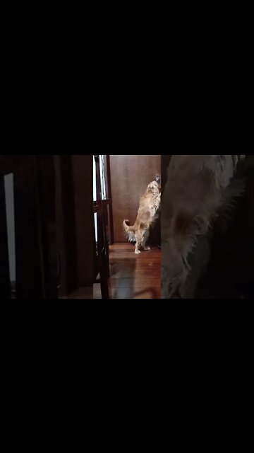 dogshow golden , shorts