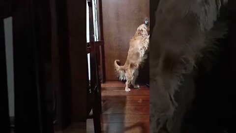 dogshow golden , shorts