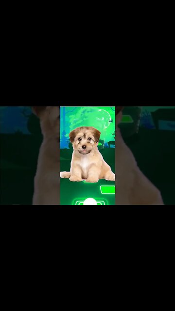 Dog sing waka waka part 1 #shorts #music #dog