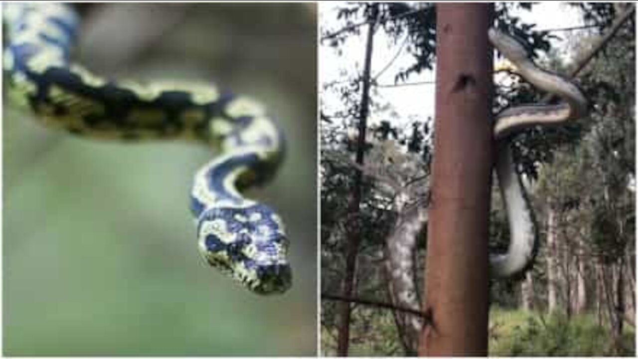 Pitone sale su un albero in modo impressionante
