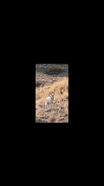 Hunting Coyotes #shorts #cat #animals #hunter #143