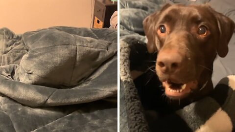 Puppy hilariously prefers to sleep underneath the blankets amazing