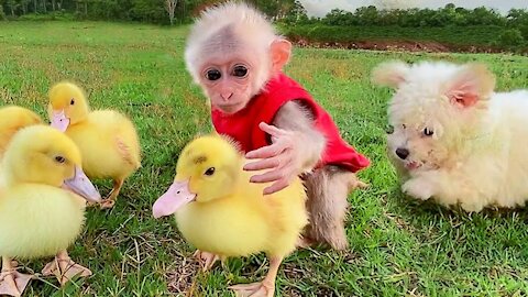 Cute Puppies Monkey video #short part#8