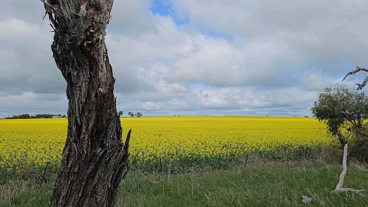 A Beautiful Mustard Field