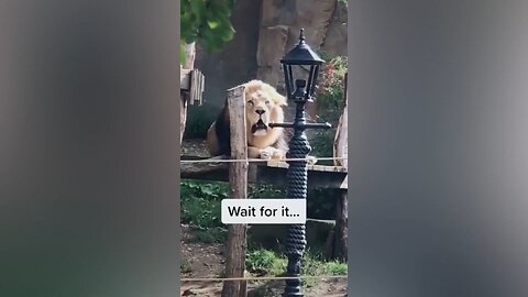 funny animals video