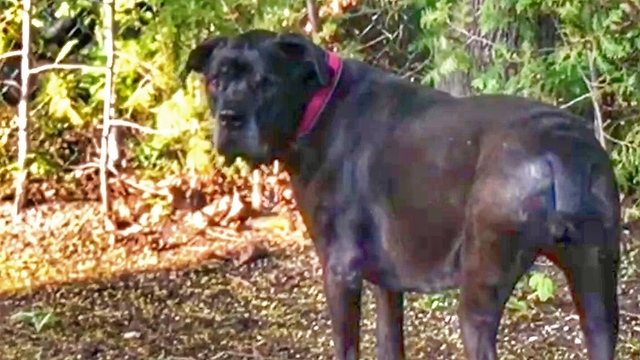 105lb Cane Corso terrified of tiny Shih Tzu