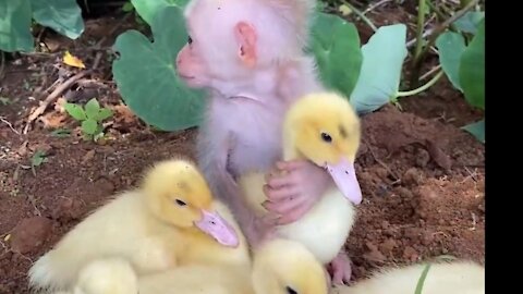 Monkey and duck baby playing