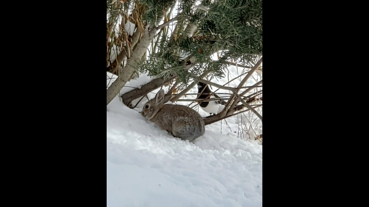 Magpie VS Bunny - Colorado Rockies - Frisco
