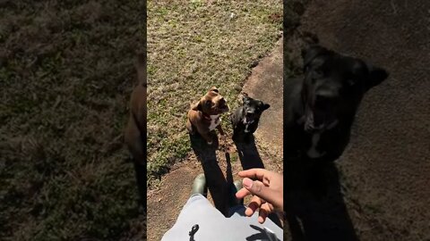 How do you train your puppies? | AYO! Daeni