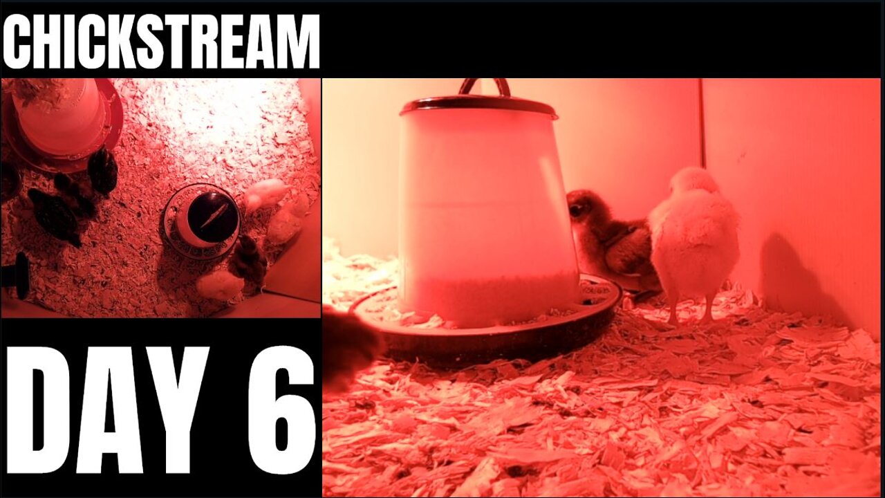 Day 6 | Live Chicks - BrooderCam!