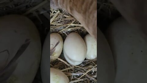 Baby Goose Chirping Inside Egg! 