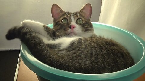 Do U Want to Show Me Something, Hooman?