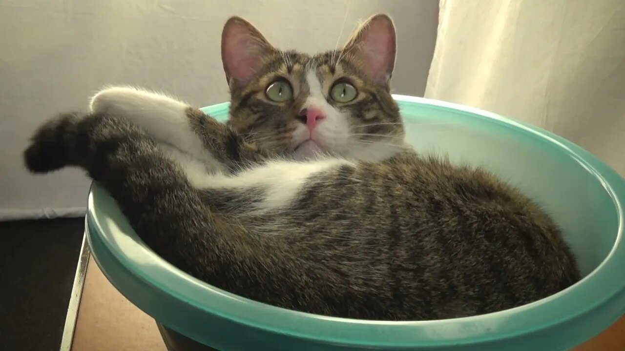 Do U Want to Show Me Something, Hooman?