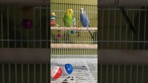 Budgies Be Bop! 🤩 #shorts #youtubeshorts #animallover #funny #birds